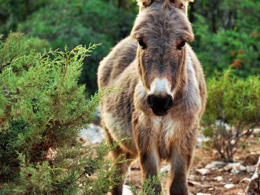 Managing Donkeys
