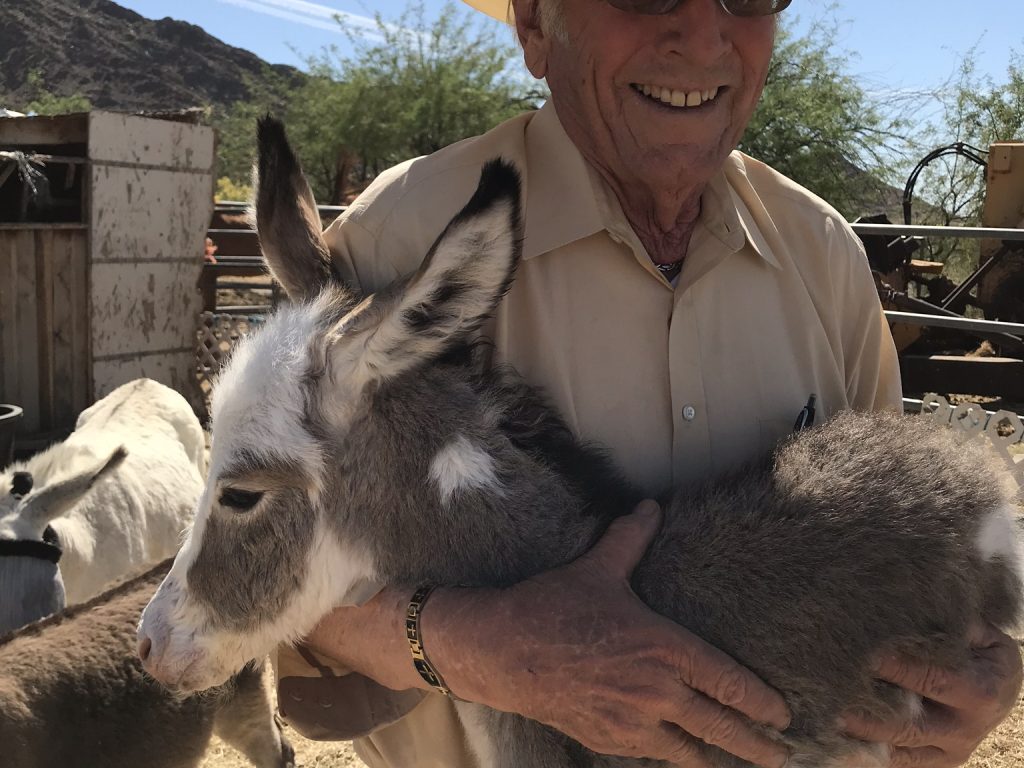 Donkeys are among the most social of all animals