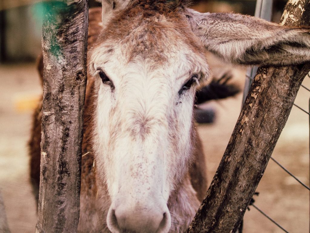 Loving Kind, Sweet: Life with Donkeys!
